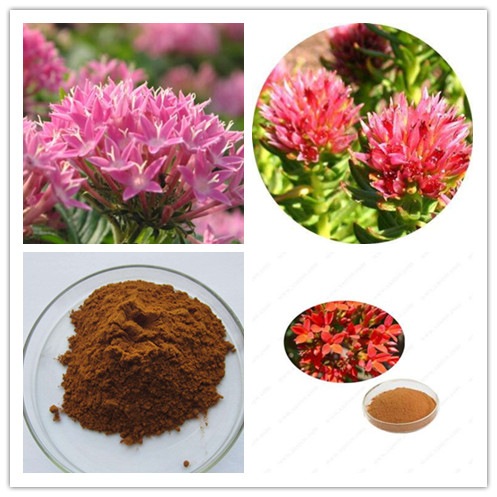 Rhodiola Rosea extract.jpg