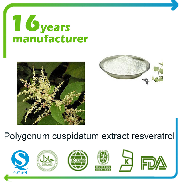 polygonum cuspidatum extract resveratrol